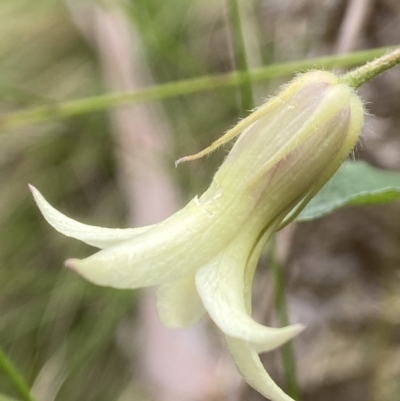 Billardiera mutabilis (Climbing Apple Berry, Apple Berry, Snot Berry, Apple Dumblings, Changeable Flowered Billardiera) at QPRC LGA - 10 Nov 2023 by AJB