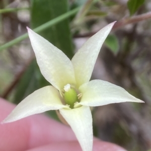 Billardiera mutabilis at QPRC LGA - 10 Nov 2023