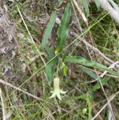 Billardiera mutabilis at QPRC LGA - suppressed