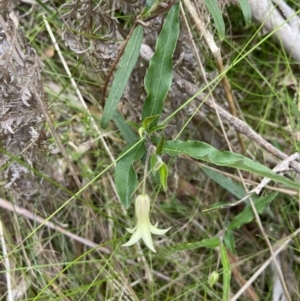 Billardiera mutabilis at QPRC LGA - suppressed