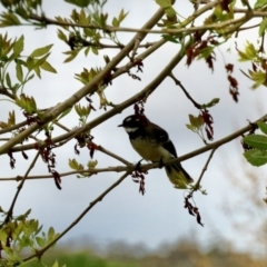 Rhipidura albiscapa (Grey Fantail) at Nimmitabel, NSW - 9 Nov 2023 by KMcCue