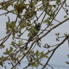 Rhipidura albiscapa at Nimmitabel, NSW - 9 Nov 2023