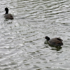 Fulica atra at Nimmitabel, NSW - 9 Nov 2023