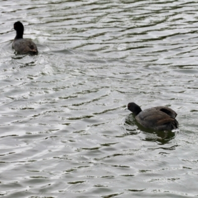 Fulica atra (Eurasian Coot) at Nimmitabel, NSW - 9 Nov 2023 by KMcCue