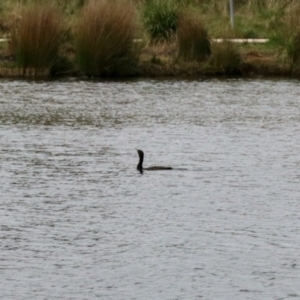 Phalacrocorax sulcirostris at Nimmitabel, NSW - 9 Nov 2023 02:09 PM