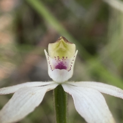 Caladenia moschata (Musky Caps) at Tallaganda National Park - 10 Nov 2023 by AJB