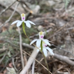 Caladenia moschata at QPRC LGA - 10 Nov 2023