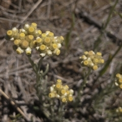 Pseudognaphalium luteoalbum (Jersey Cudweed) at Illilanga & Baroona - 25 Oct 2021 by Illilanga