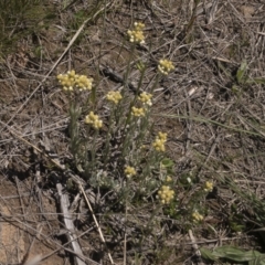 Pseudognaphalium luteoalbum at Illilanga & Baroona - 25 Oct 2021 12:14 PM