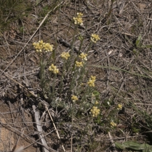 Pseudognaphalium luteoalbum at Illilanga & Baroona - 25 Oct 2021