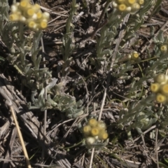 Pseudognaphalium luteoalbum at Illilanga & Baroona - 25 Oct 2021 12:14 PM