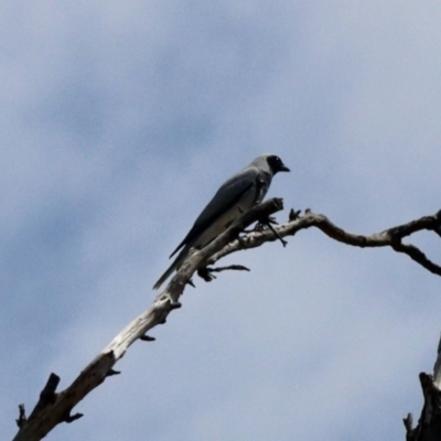 Coracina novaehollandiae (Black-faced Cuckooshrike) at Black Range, NSW - 8 Nov 2023 by KMcCue