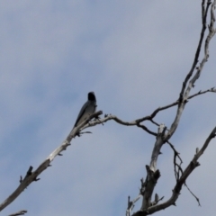 Coracina novaehollandiae at Black Range, NSW - 9 Nov 2023