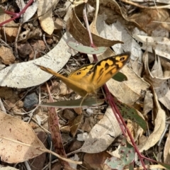 Heteronympha merope (Common Brown Butterfly) at Black Range, NSW - 9 Nov 2023 by KMcCue