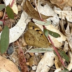 Heteronympha merope at Black Range, NSW - 9 Nov 2023 09:46 AM