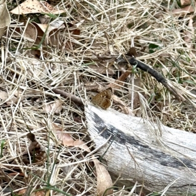 Unidentified Skipper (Hesperiidae) at Black Range, NSW - 8 Nov 2023 by KMcCue