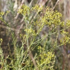 Senecio bathurstianus (Rough Fireweed) at Illilanga & Baroona - 26 Dec 2020 by Illilanga