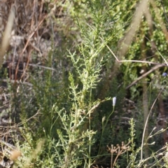 Senecio bathurstianus at Illilanga & Baroona - 27 Dec 2020 09:21 AM