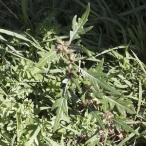 Xanthium spinosum at Illilanga & Baroona - 24 Apr 2020 12:04 PM