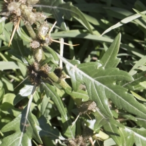 Xanthium spinosum at Illilanga & Baroona - 24 Apr 2020 12:04 PM