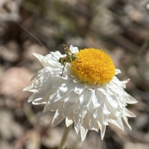 Caedicia simplex at Cuumbeun Nature Reserve - 11 Oct 2023