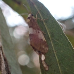 Anestia semiochrea (Anestia semiochrea) at Murrumbateman, NSW - 10 Nov 2023 by SimoneC