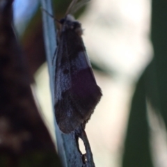 Anestia semiochrea at Murrumbateman, NSW - 10 Nov 2023