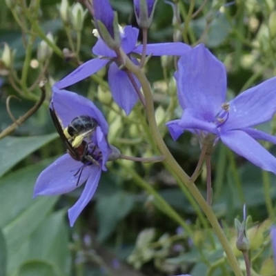 Lasioglossum (Callalictus) callomelittinum (Halictid bee) at Acton, ACT - 10 Nov 2023 by actforbees