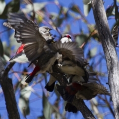 Stagonopleura guttata (Diamond Firetail) at Illilanga & Baroona - 31 Dec 2012 by Illilanga