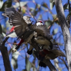 Stagonopleura guttata (Diamond Firetail) at Illilanga & Baroona - 30 Dec 2012 by Illilanga