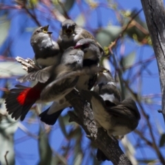 Stagonopleura guttata at Illilanga & Baroona - 31 Dec 2012