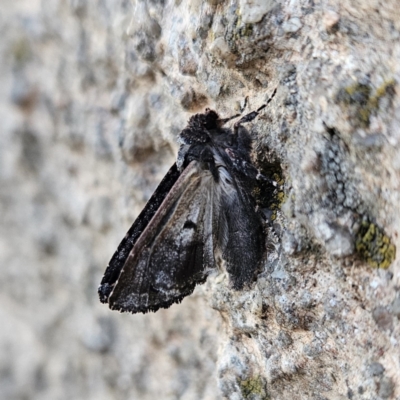 Geometridae (family) ADULT at QPRC LGA - 10 Nov 2023 by MatthewFrawley