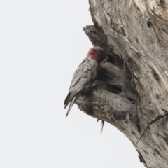 Eolophus roseicapilla (Galah) at Gossan Hill - 30 Oct 2023 by AlisonMilton