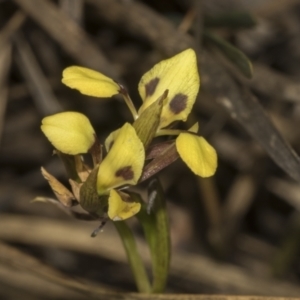 Diuris sulphurea at Bruce Ridge to Gossan Hill - 30 Oct 2023