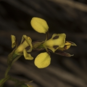 Diuris sulphurea at Bruce Ridge to Gossan Hill - 30 Oct 2023