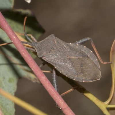 Amorbus rubiginosus (A Eucalyptus Tip Bug) at Gossan Hill - 30 Oct 2023 by AlisonMilton