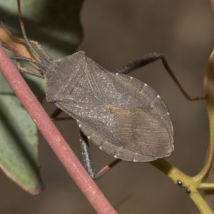 Amorbus rubiginosus at Bruce Ridge to Gossan Hill - 30 Oct 2023