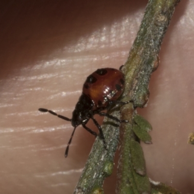 Oechalia schellenbergii (Spined Predatory Shield Bug) at Bruce, ACT - 30 Oct 2023 by AlisonMilton