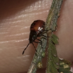 Oechalia schellenbergii at Gossan Hill - 30 Oct 2023