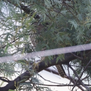 Accipiter cirrocephalus at Illilanga & Baroona - 26 Jan 2022