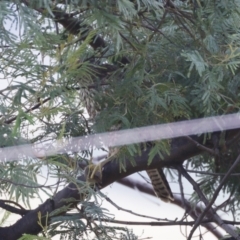 Accipiter cirrocephalus at Illilanga & Baroona - 26 Jan 2022