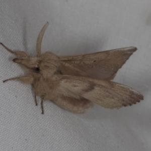 Pararguda (genus) at Higgins, ACT - 14 Oct 2023 01:09 PM