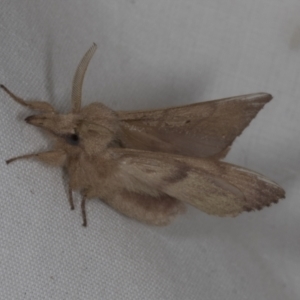 Pararguda (genus) at Higgins, ACT - 14 Oct 2023