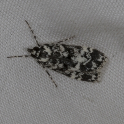 Scoparia exhibitalis (A Crambid moth) at Higgins, ACT - 14 Oct 2023 by AlisonMilton