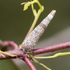 Psychidae (family) IMMATURE (Unidentified case moth or bagworm) at Bruce, ACT - 30 Oct 2023 by AlisonMilton