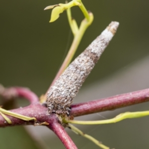 Psychidae (family) IMMATURE at Gossan Hill - 30 Oct 2023