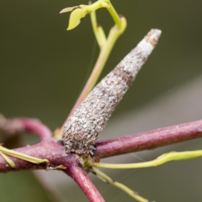 Psychidae (family) IMMATURE (Unidentified case moth or bagworm) at Bruce, ACT - 30 Oct 2023 by AlisonMilton