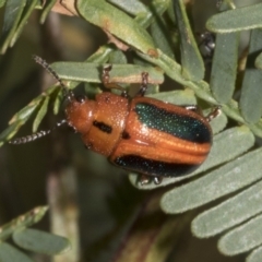 Calomela curtisi (Acacia leaf beetle) at Bruce, ACT - 30 Oct 2023 by AlisonMilton