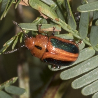 Calomela curtisi (Acacia leaf beetle) at Gossan Hill - 30 Oct 2023 by AlisonMilton