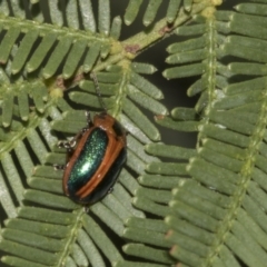 Calomela curtisi at Bruce Ridge to Gossan Hill - 30 Oct 2023 01:27 PM